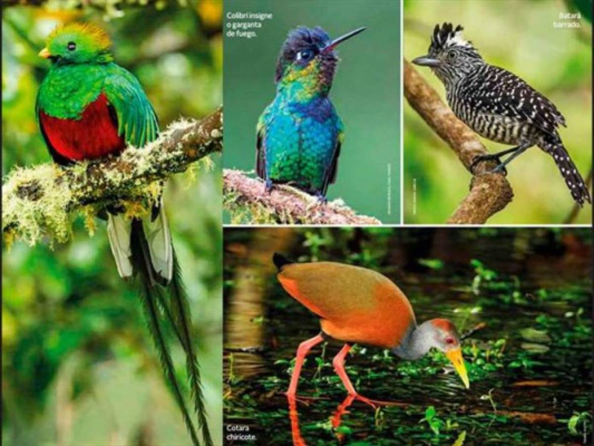 Costa Rica, el paraíso de la biodiversidad según NatGeo España