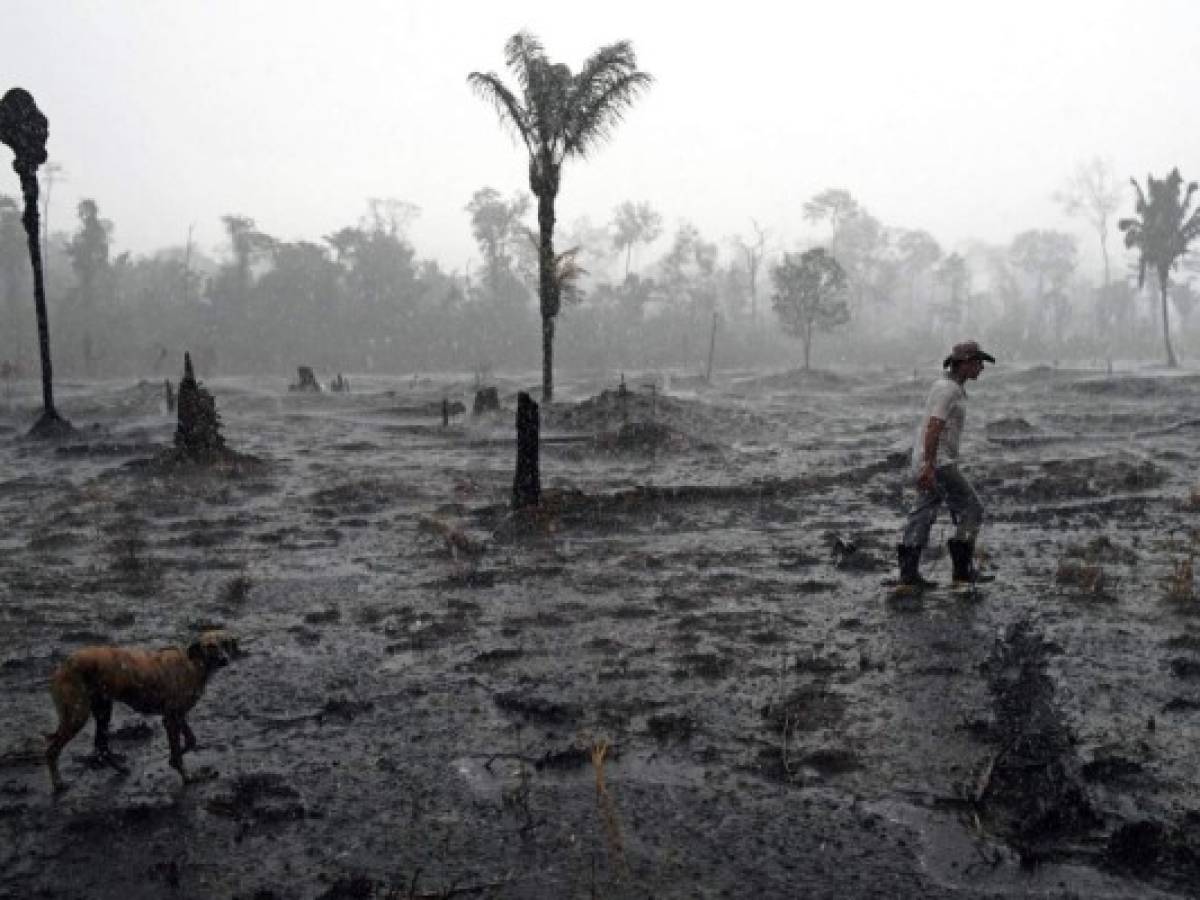 Brasil: La deforestación de la Amazonía aumenta más del doble en un año