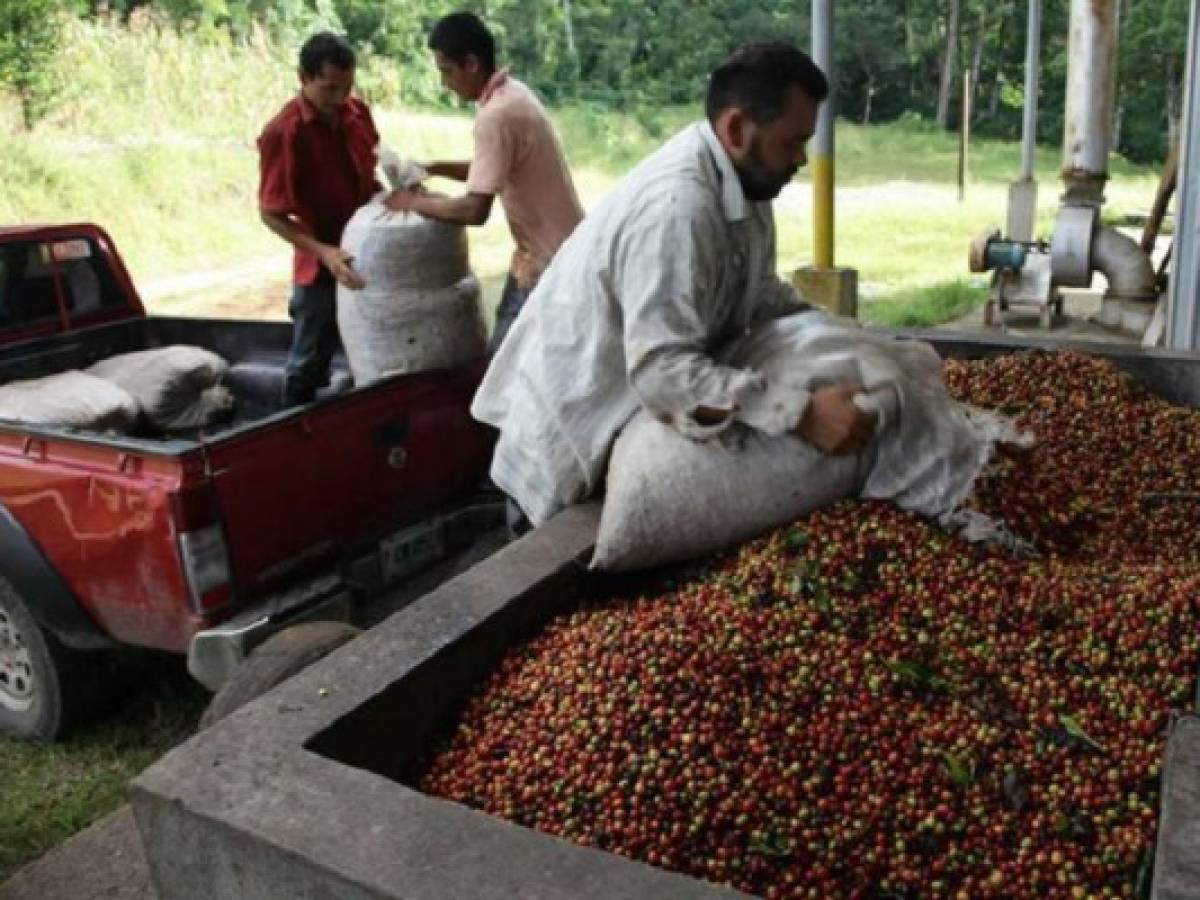 Honduras: comercio cafetero confía repunte de 70%