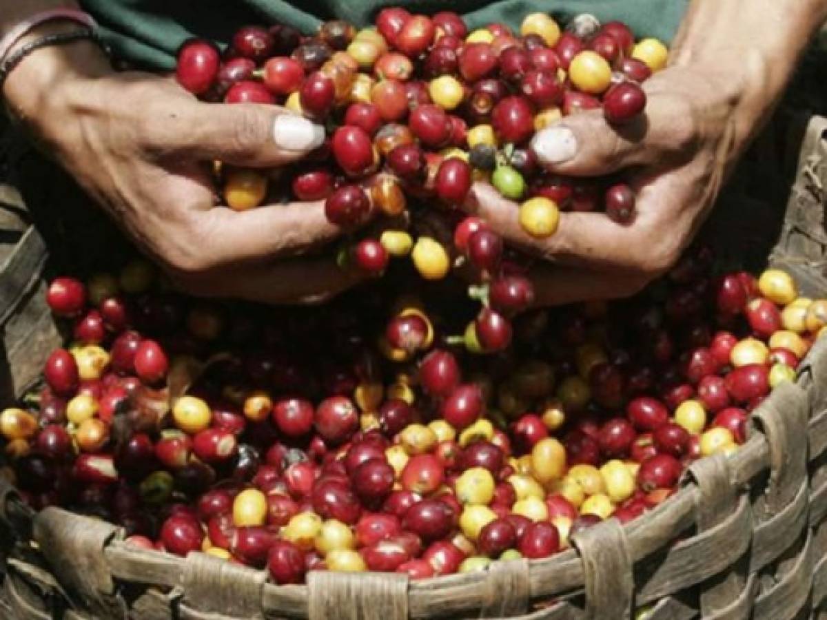 Honduras lucha por afianzar su café en mercado europeo