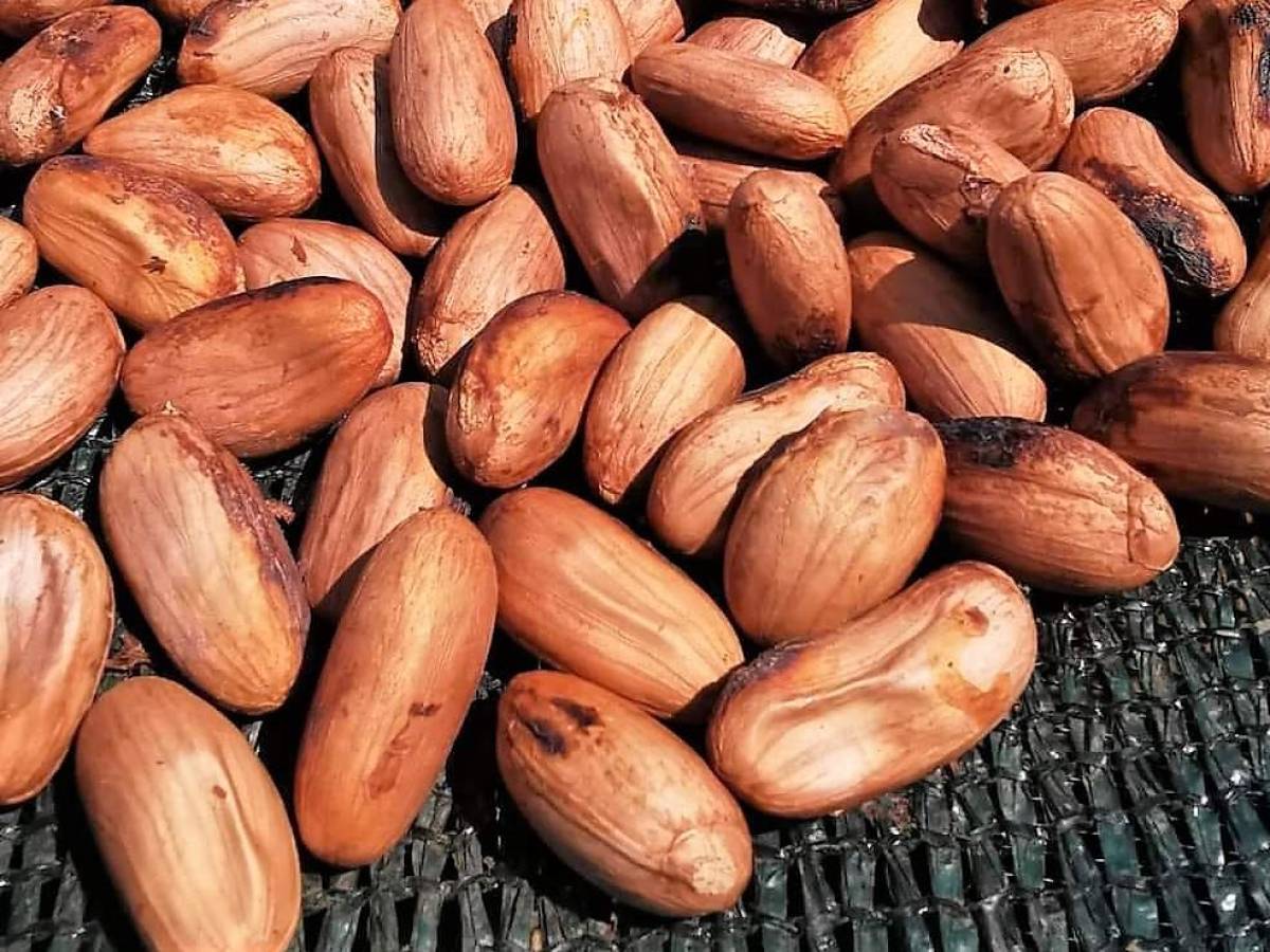 Productores de cacao piden mayor apoyo tecnológico