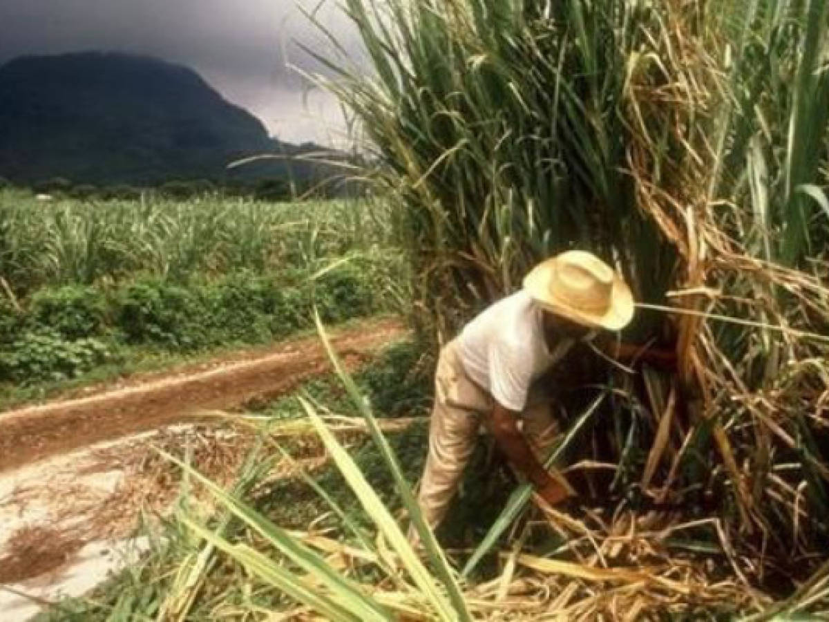 Azunosa de Honduras llega a meta de producción 2011-12