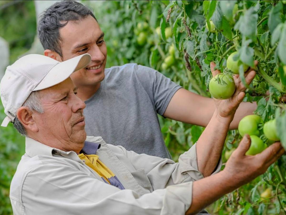 Agricultores transforman su producción de tomate y pepino