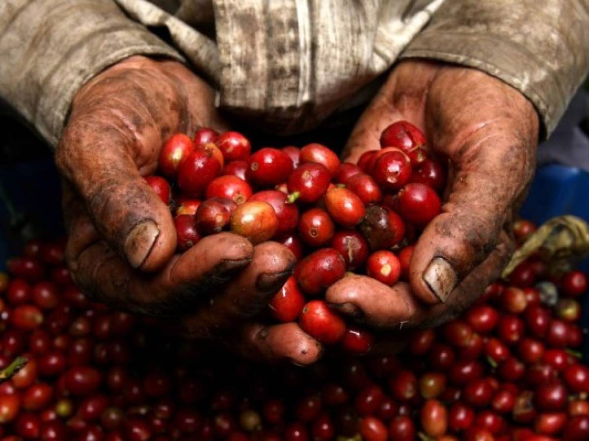 El Salvador proyecta recuperar exportaciones de café en 2015