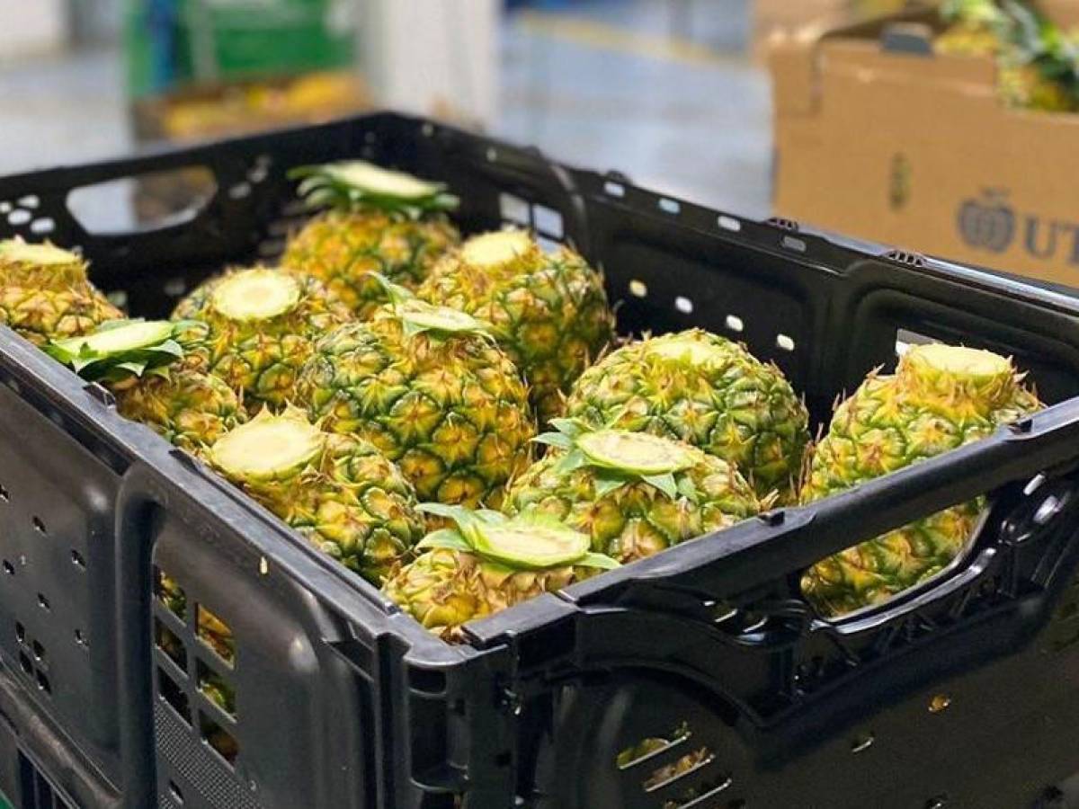 Piña neutro en carbono saldrá de Costa Rica para Europa y otros países