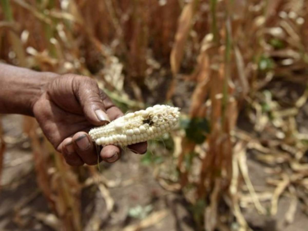 ONU: La sequía afecta a dos millones de personas en Centroamérica