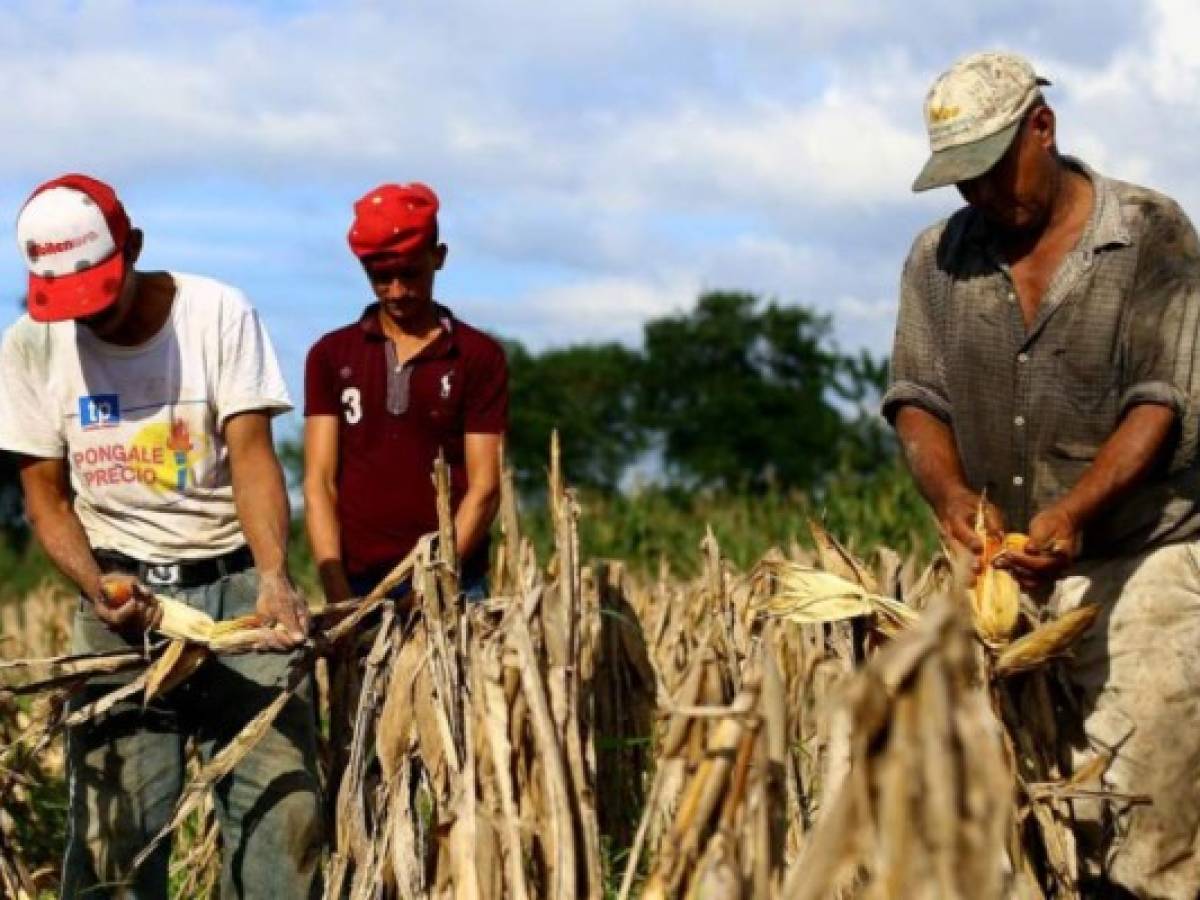 Honduras apenas produce 30% de sus granos básicos