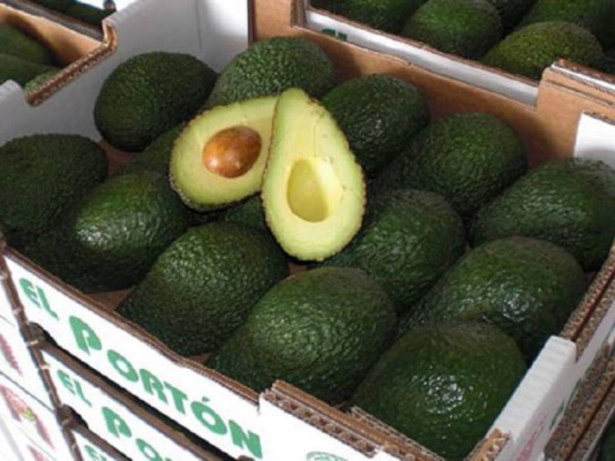 México demandará a Costa Rica ante la OMC por aguacates