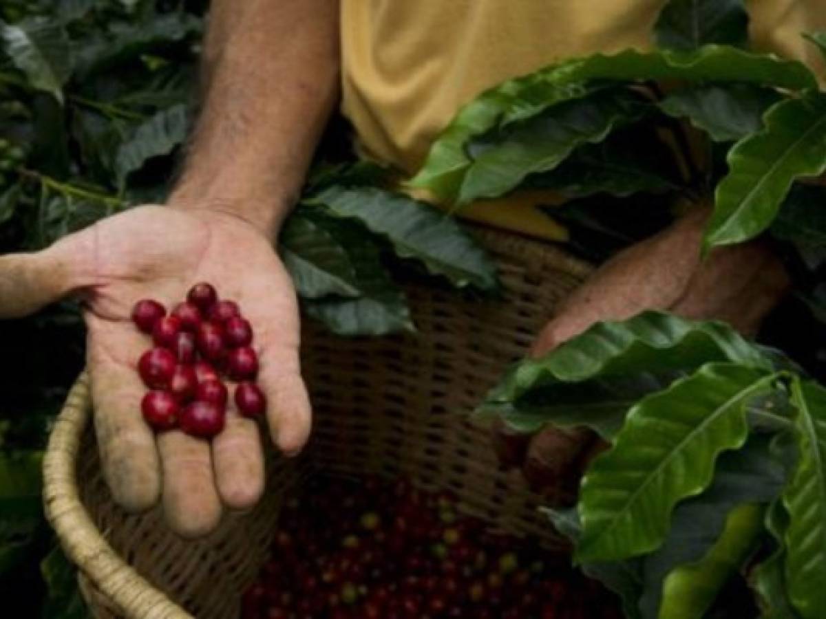 Exportación de café hondureño crece un 25%