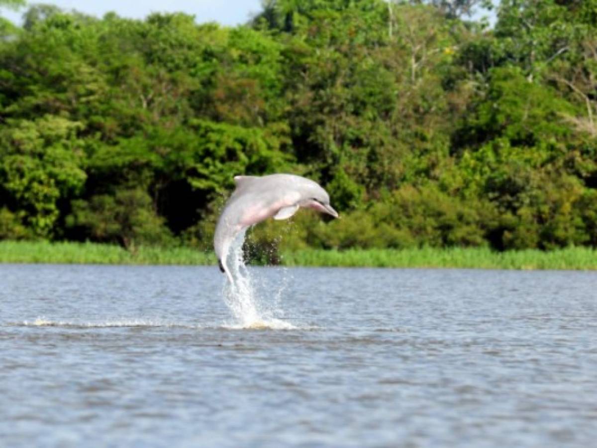 Delfines de la Amazonia están contaminados con mercurio, revela informe