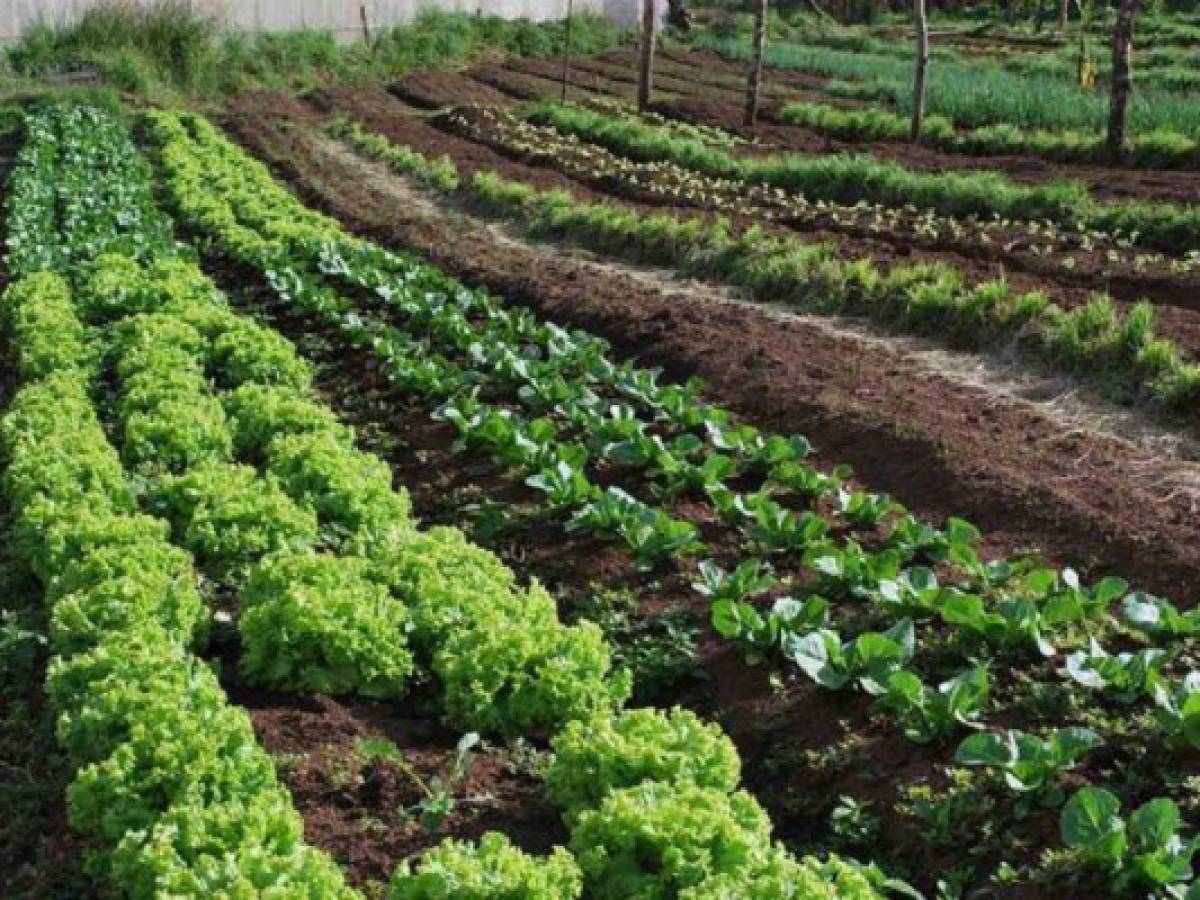 Anuncian Alianza Mundial sobre Agricultura Climáticamente Inteligente