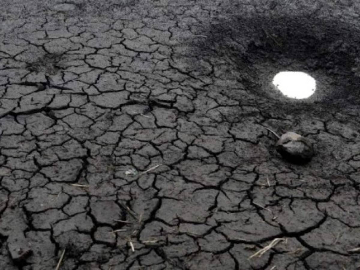 Cambio climático hace estragos en corredor seco de Centroamérica