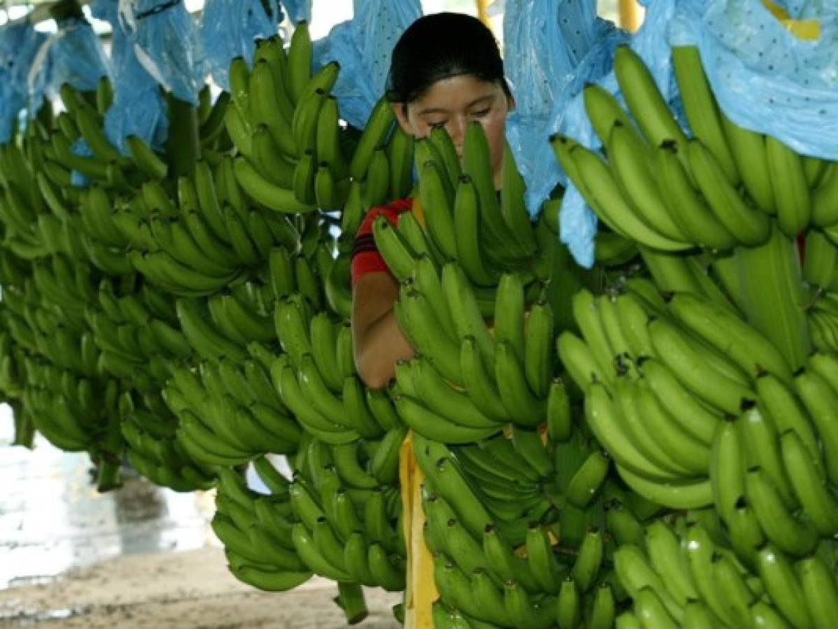 2016, un año complicado para el banano de Ecuador