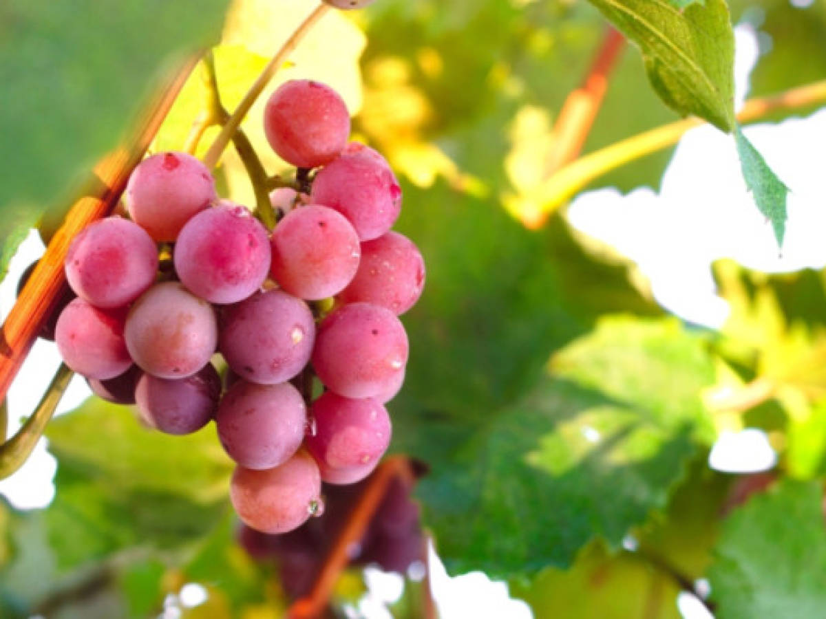 Nicaragüenses le apuestan a nueva industria, el vino