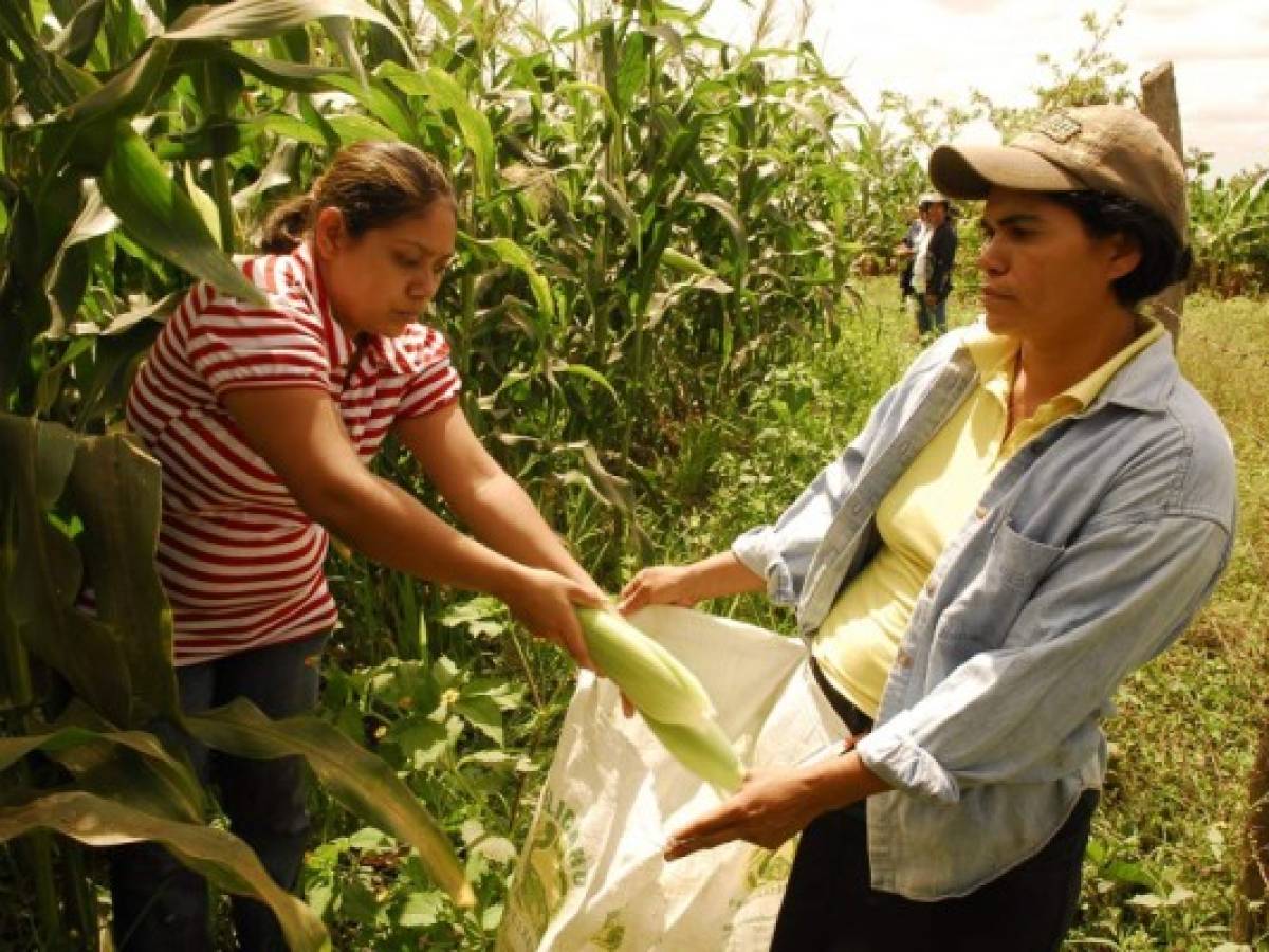 Nicaragua con la tasa de empleo más alta en la región