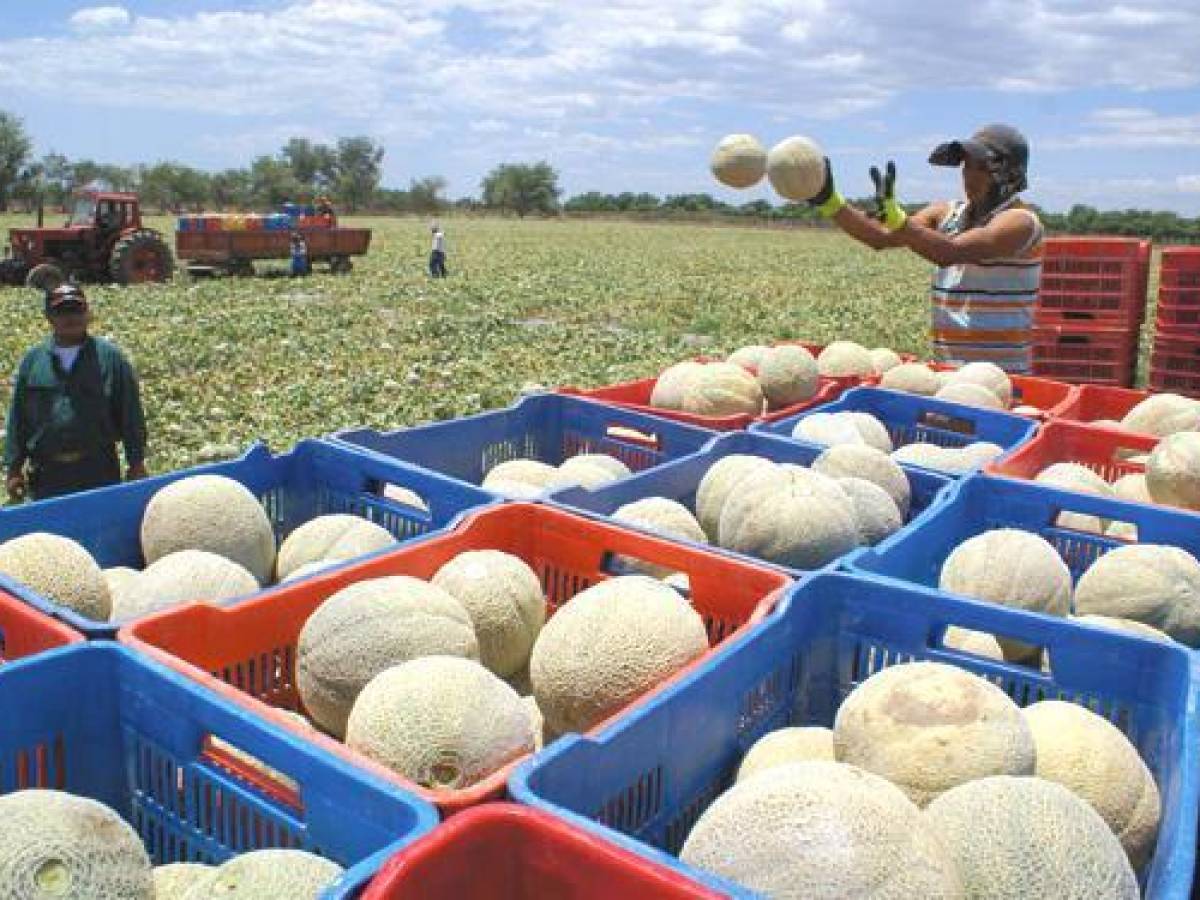 Panamá: Exportaciones de productos cultivados en el campo crecen más de 4%