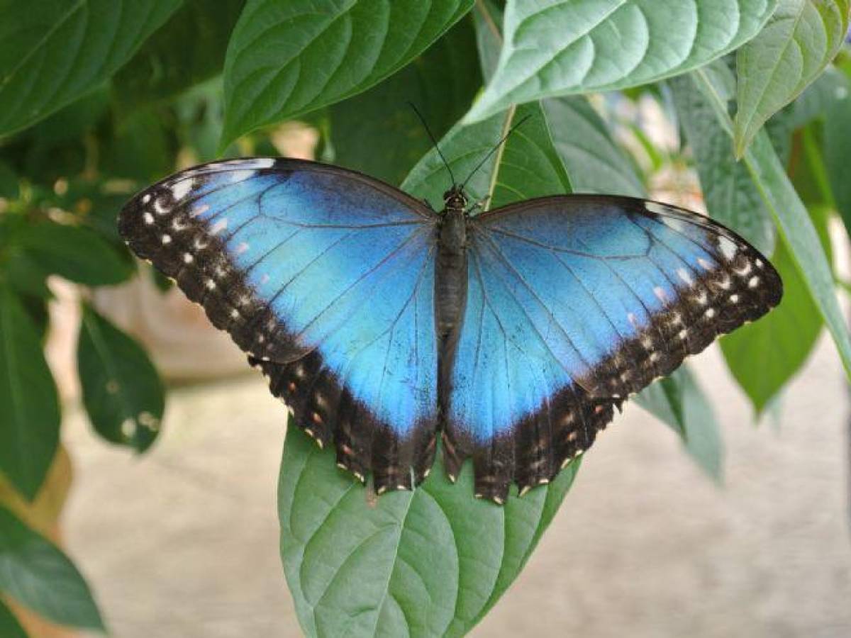 Mariposa morpho es el nuevo símbolo nacional de Costa Rica y deberá promoverse como imagen país