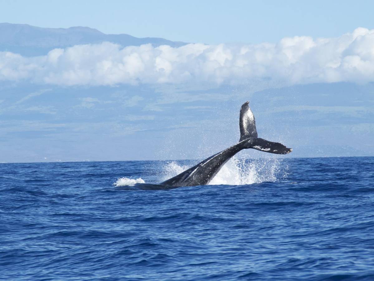 Costa Rica: Quepos está listo para recibir a turistas en la temporada de avistamiento de ballenas