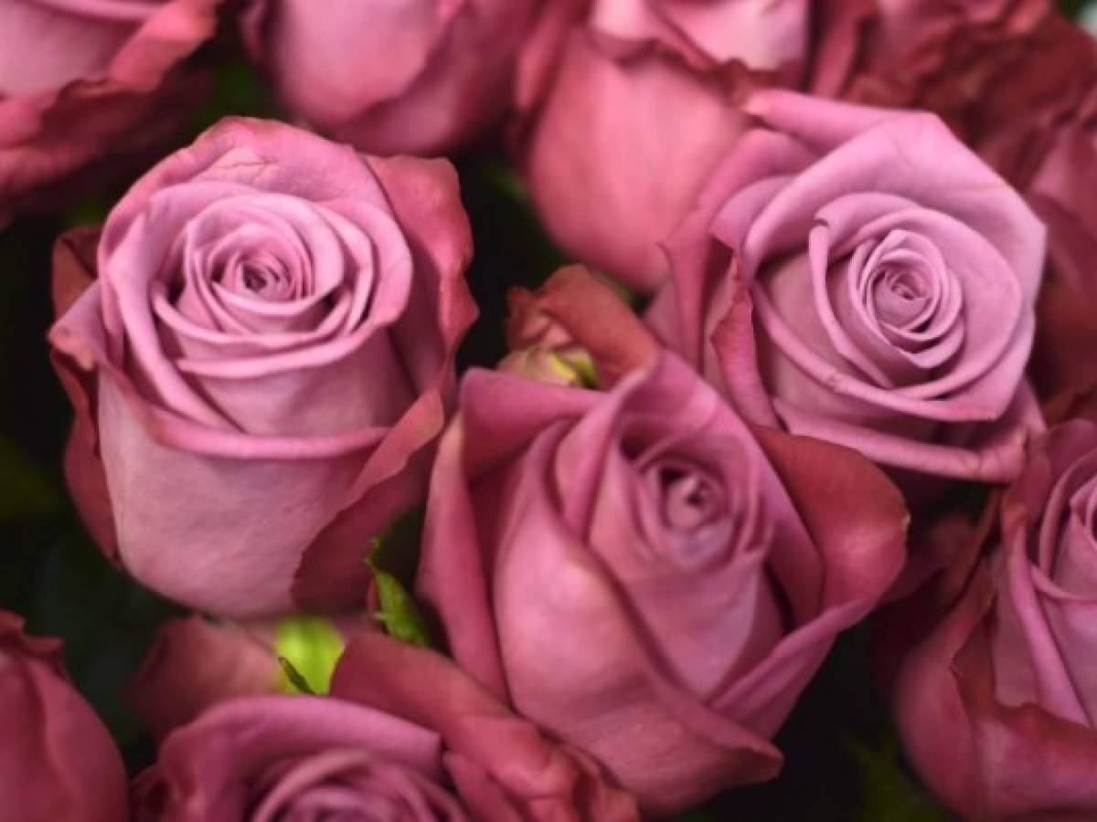 Las rosas de Ecuador conquistan al mundo en San Valentín