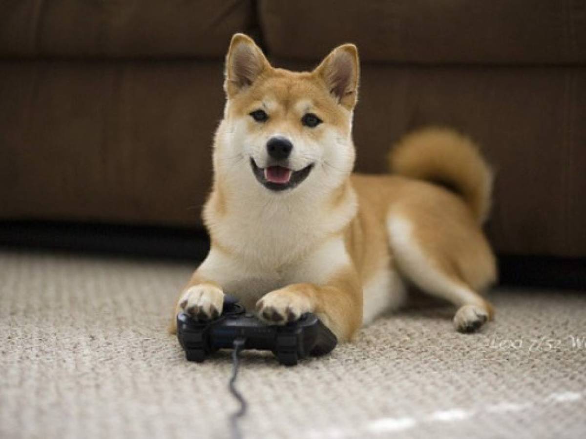 Los videojuegos ayudan a los perros a mantenerse activos mentalmente