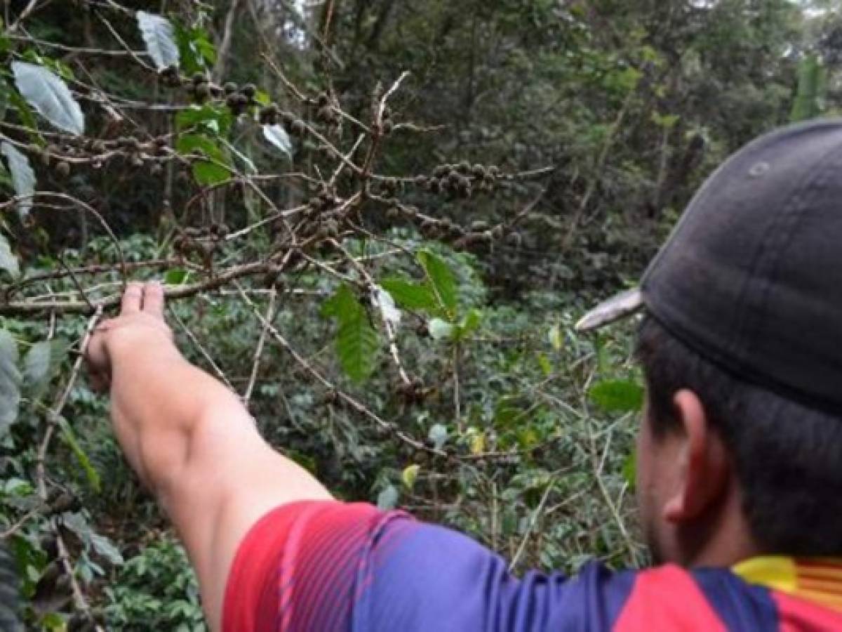 Honduras anuncia plan de reactivación agrícola