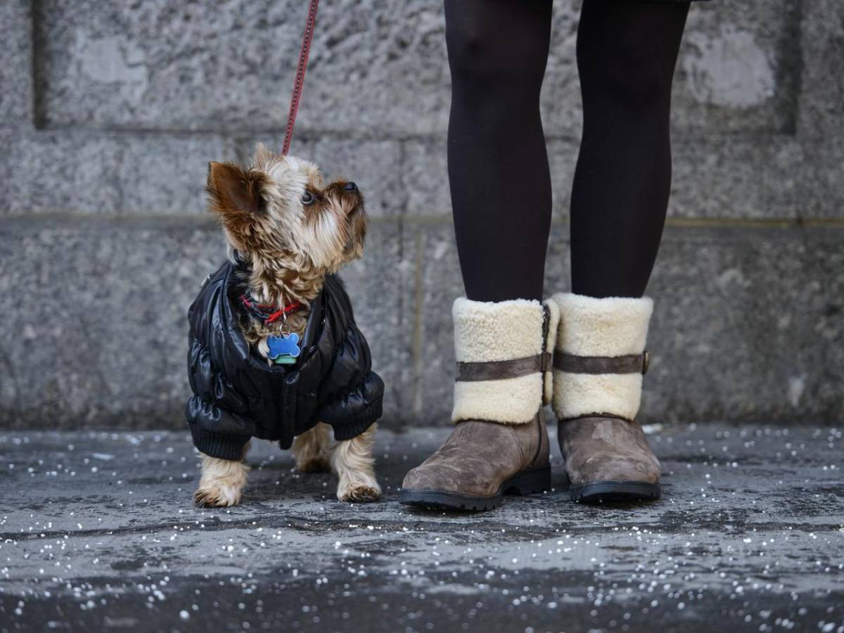 Compras de ropa para mascotas aumentan: Los más vendidos collares y pecheras con estilos