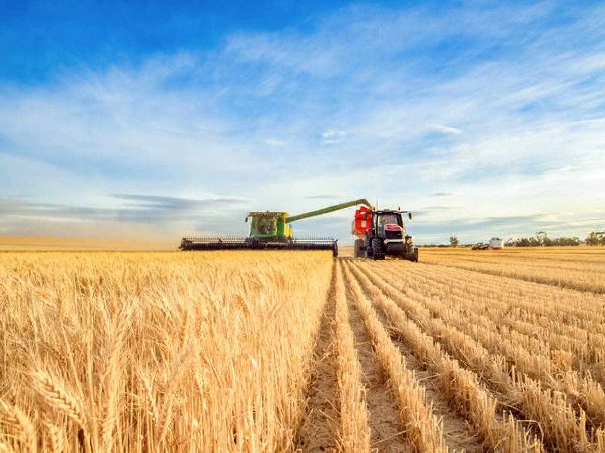 Precios de los alimentos mantienen leve tendencia a la baja, dice la FAO