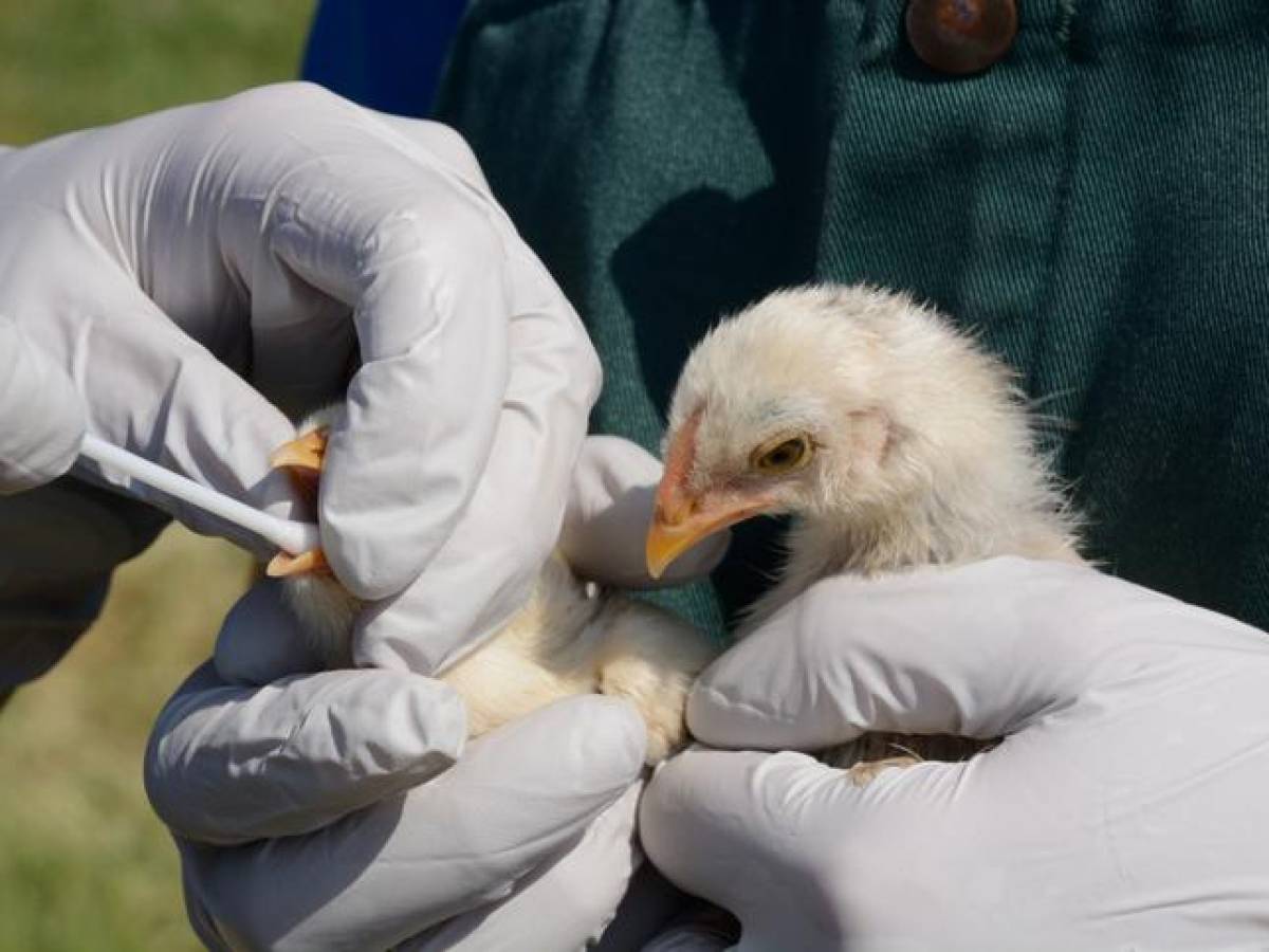 ¿Qué es la gripe aviar H3N8 detectada en humanos en China?