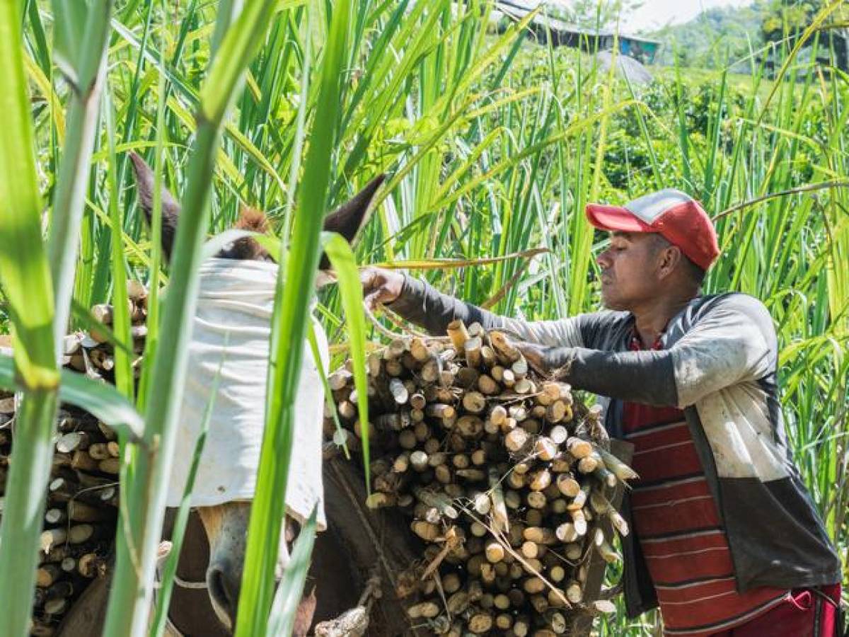 Productores agropecuarios de Costa Rica advierten de despidos por tipo de cambio