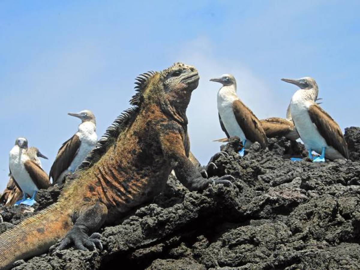 Científicos hallan por primera vez crías de iguana rosada en Galápagos