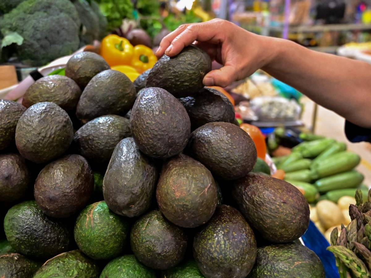 Costa Rica reabre importación de aguacate mexicano tras resolución de la OMC