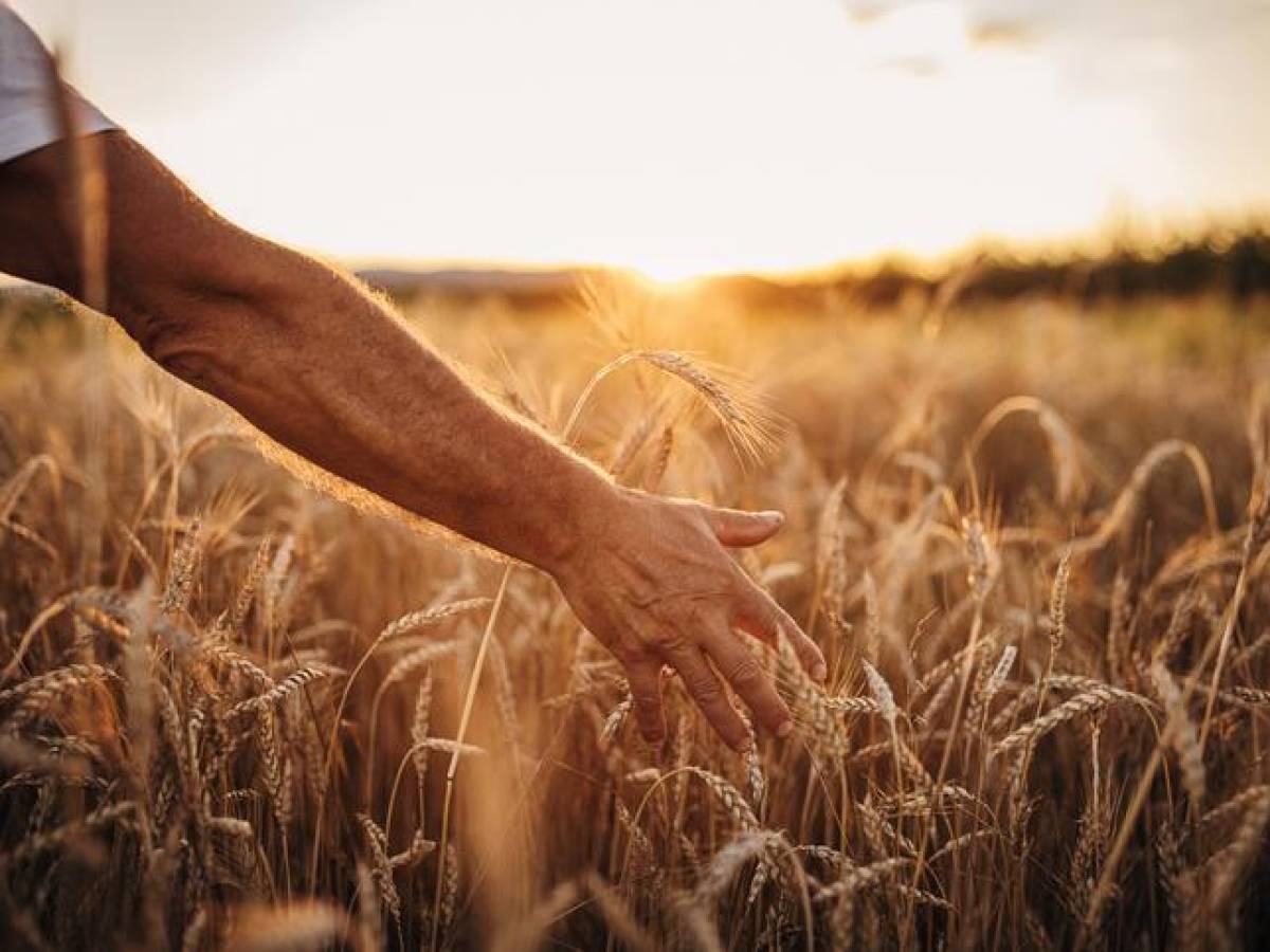 USDA alerta que la producción mundial de trigo caería en 2023/2024