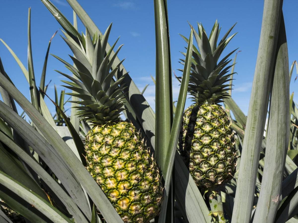 Piña carbono neutral producida en Costa Rica es finalista en premios mundiales de sostenibilidad