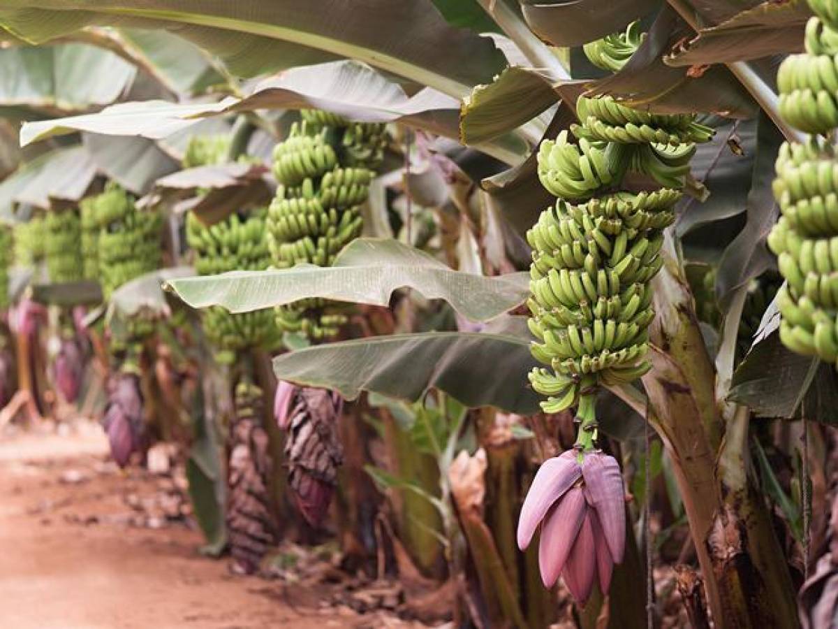 Guatemala: Productores de banano alertan de hongo para el que no hay fungicida