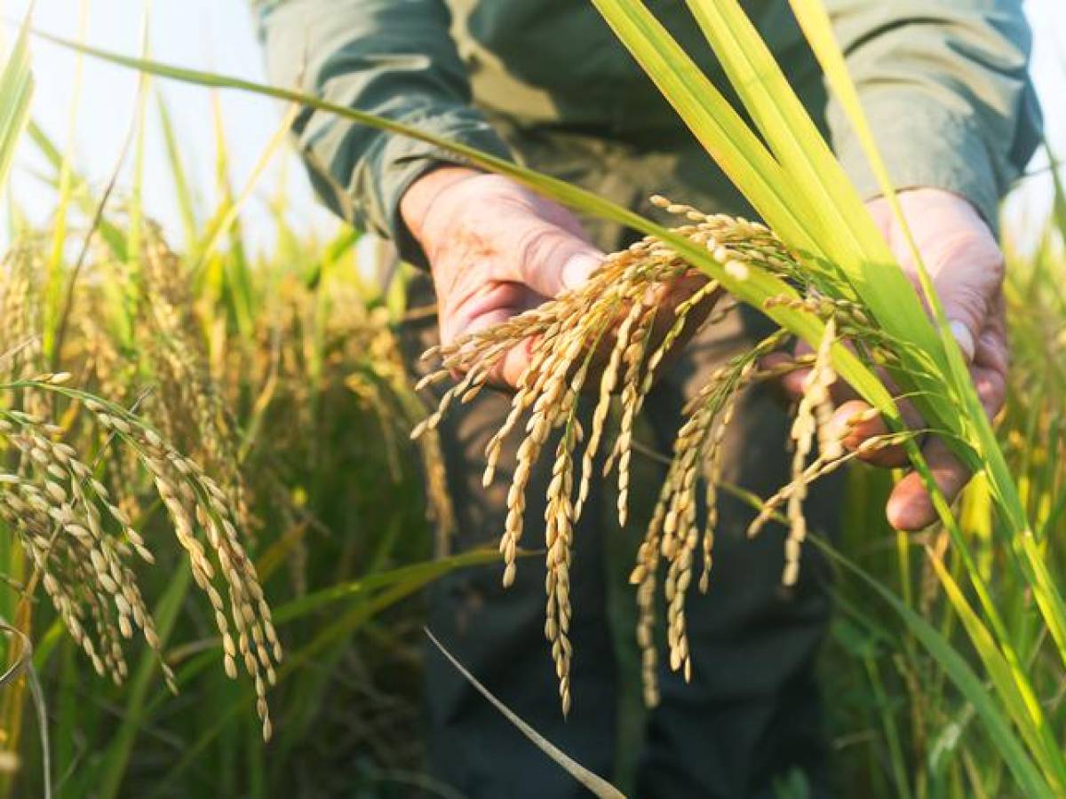 Productores de arroz preocupados por malezas resistentes a herbicidas