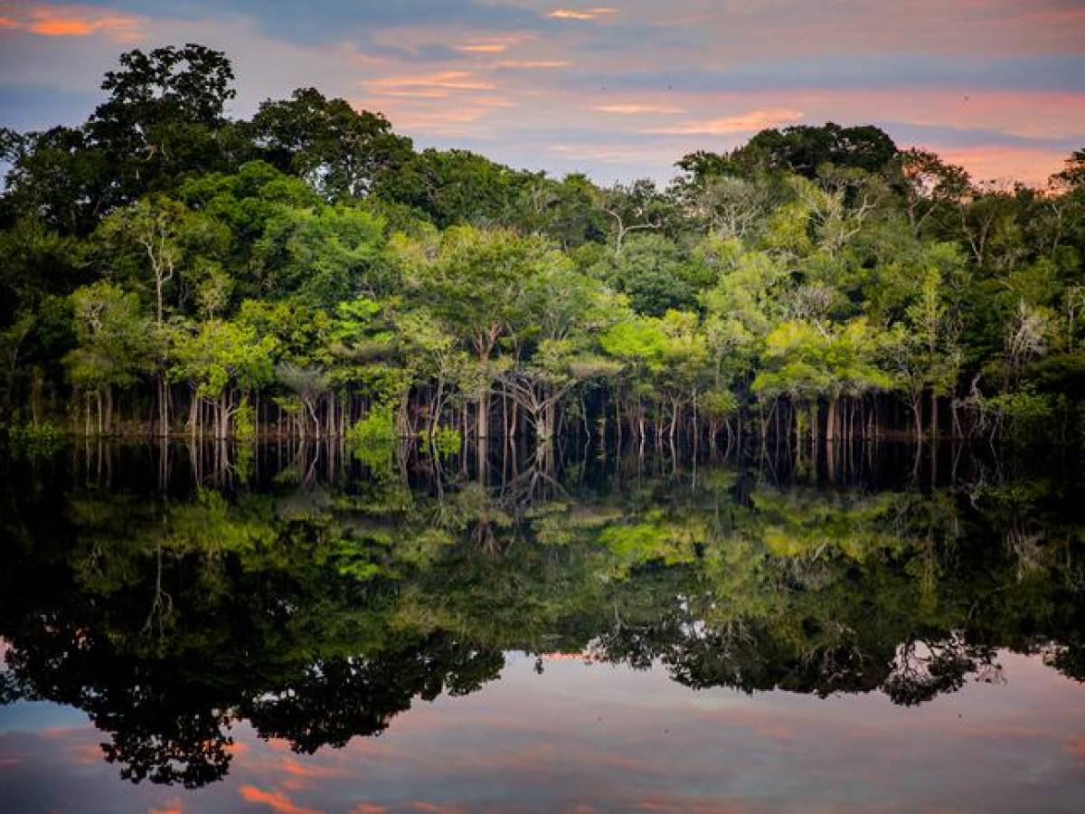 La Tierra perdió un área de selva equivalente a un campo de fútbol cada 5 segundos