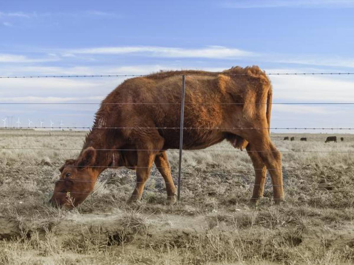 Más de 1.000 vacas han muerto por sequía en Honduras a la fecha