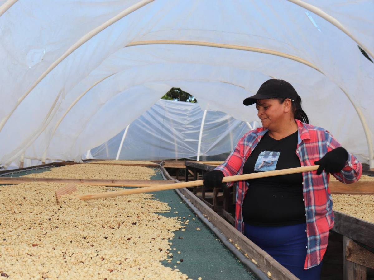 El Salvador exporta 30 % menos café en primeros meses de cosecha 2022-2023