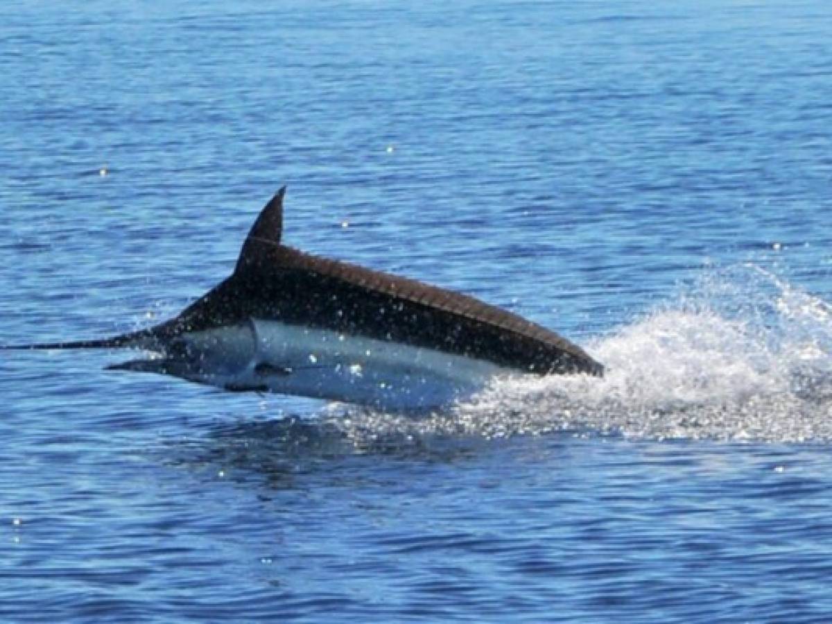 Guatemala promueve pesca deportiva  
