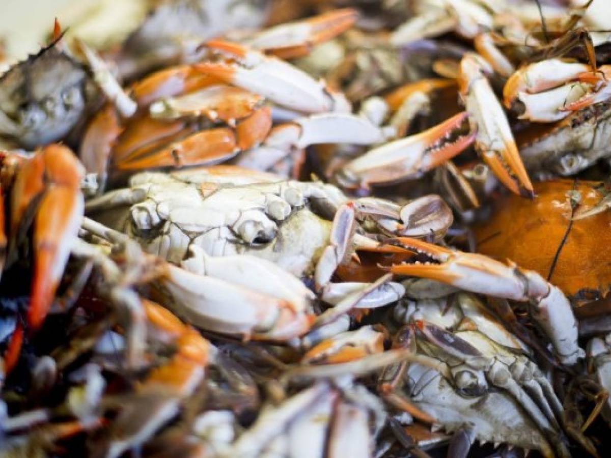 Icónica industria del cangrejo en EE.UU. se paraliza sin trabajadores inmigrantes