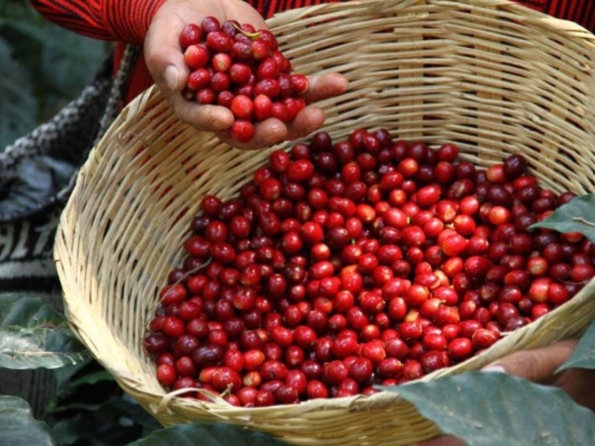 La crisis del café expulsa a miles de personas de Guatemala a EE.UU.
