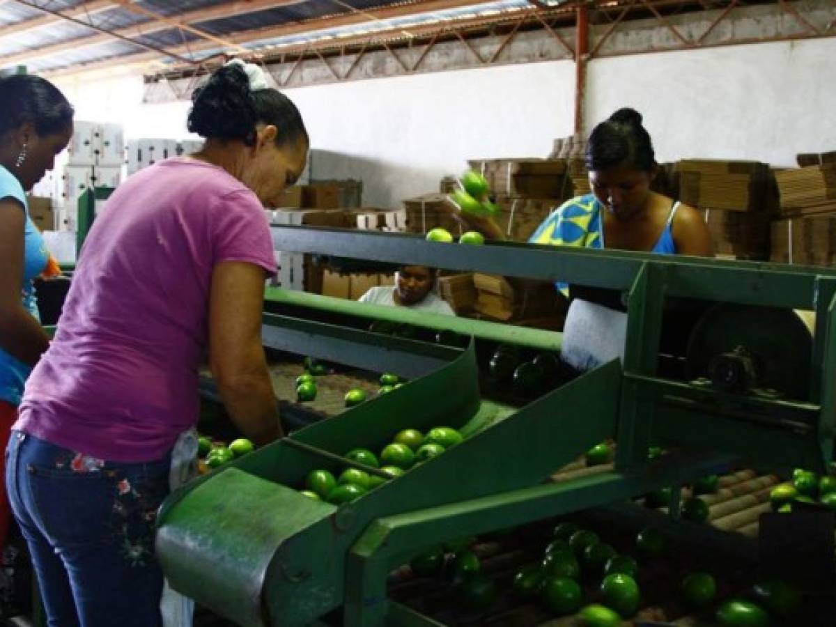 Sequía golpeó sector agro-ganadero en Honduras