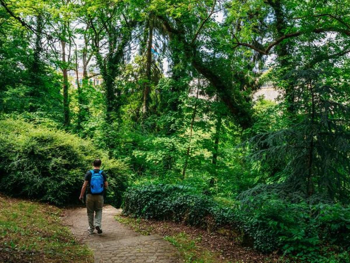 Costa Rica recibió US$16,4 millones por reducción de emisión de carbono