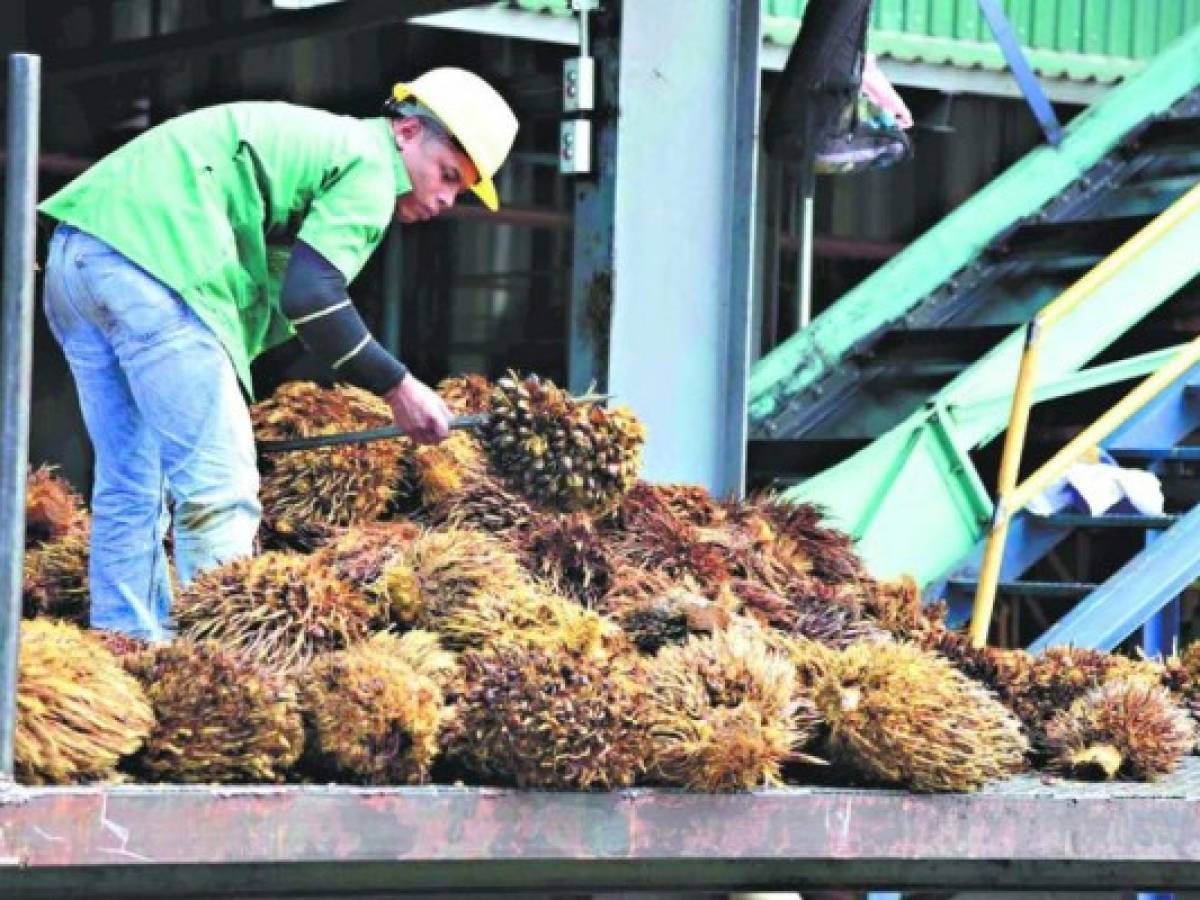 Exportación de aceite de palma hondureño crece 33 %