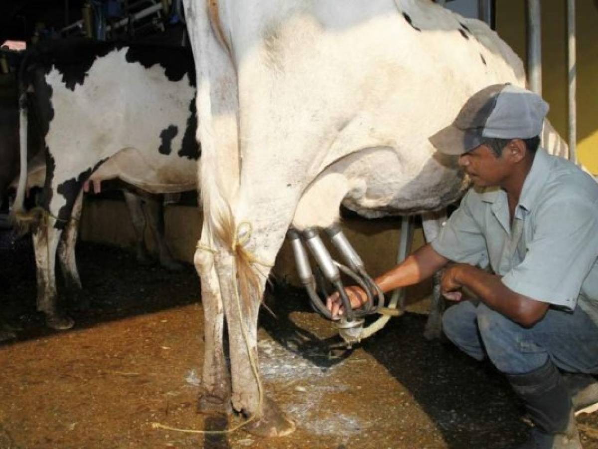 Honduras insiste en reinspección de plantas lácteas a Nicaragua