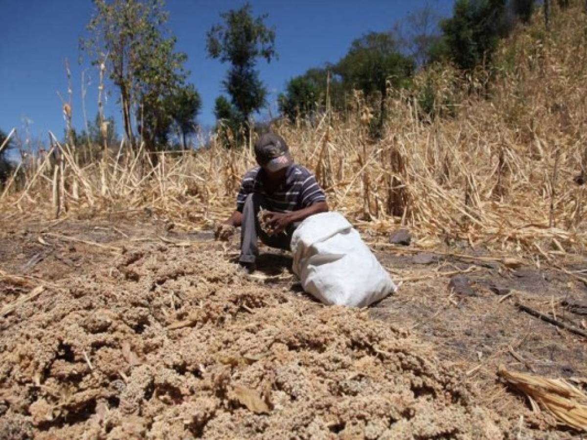 ONU: 1,2 millones de centroamericanos necesitan ayuda por sequía