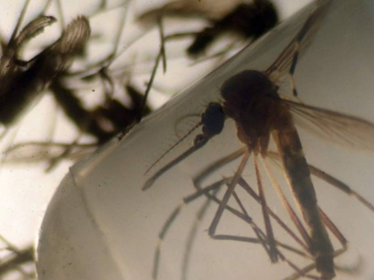 Un tercio de la humanidad vive en zonas de riesgo de propagación del zika