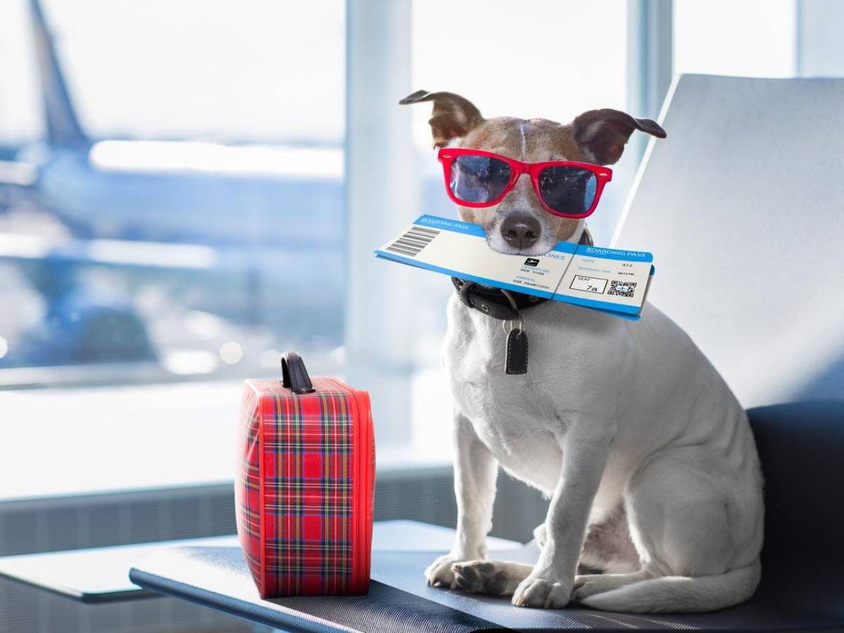 Lo que debe saber si viaja en avión con una mascota