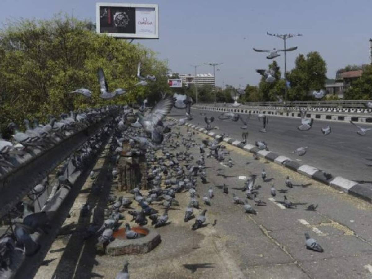 Pigeons are seen on a deserted road during a government-imposed nationwide lockdown as a preventive measure against the COVID-19 coronavirus, in New Delhi on April 5, 2020. (Photo by Sajjad HUSSAIN / AFP)