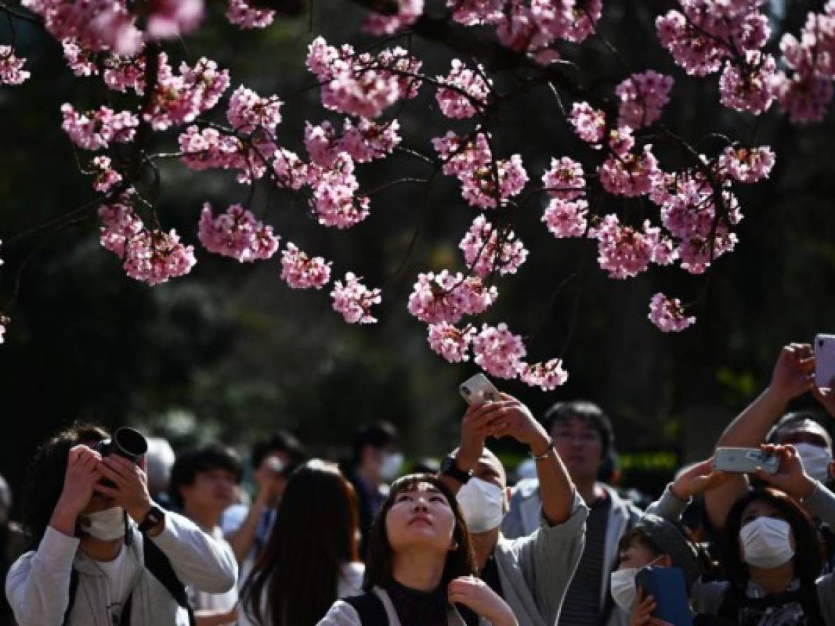 Pese al virus, Japón celebra las flores del cerezo, ‘alegría de la primavera’